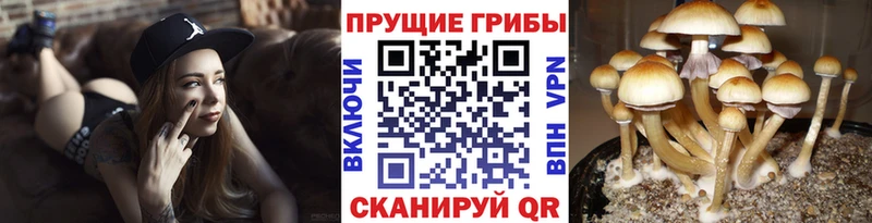 Галлюциногенные грибы ЛСД Змеиногорск